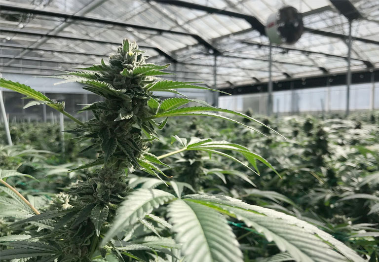 bulkbuddy420 farm