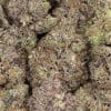 Pink Rob Ford LSO AAAA+